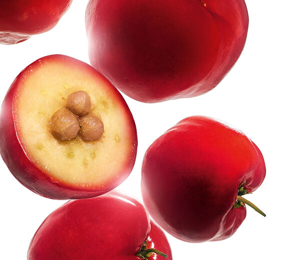Acerola-Extrato de acerola-Malpighia emarginata (acerola) fruit extract