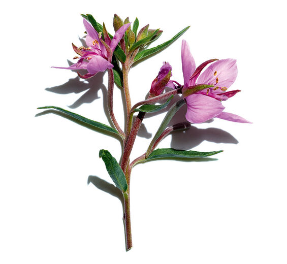Epilóbio das morenas-Extrato de epilóbio das morenas bio-Epilobium fleischeri extract