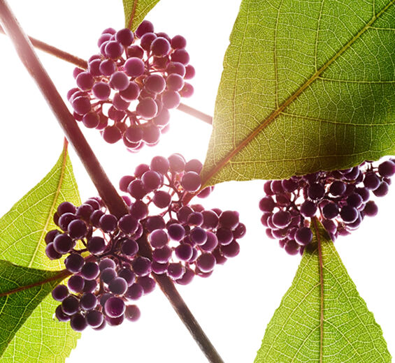 Callicarpa-Extrato de callicarpa-Callicarpa japonica fruit extract