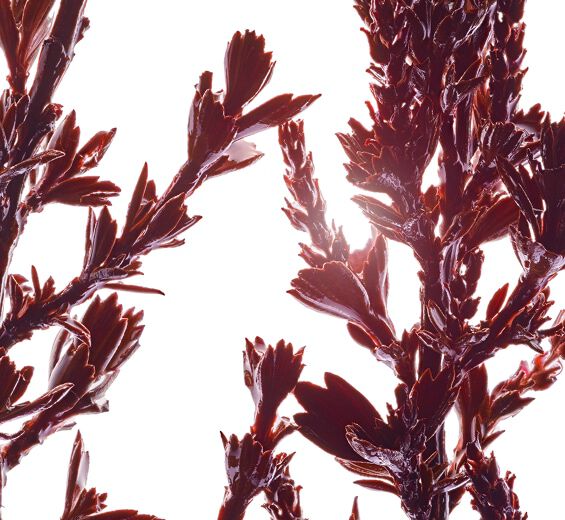 Myrothamnus-Extrato de myrothamnus-Myrothamnus flabellifolia leaf/stem extract