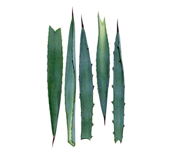 Agave-azul-Extrato de agave-azul-Agave tequilana leaf extract