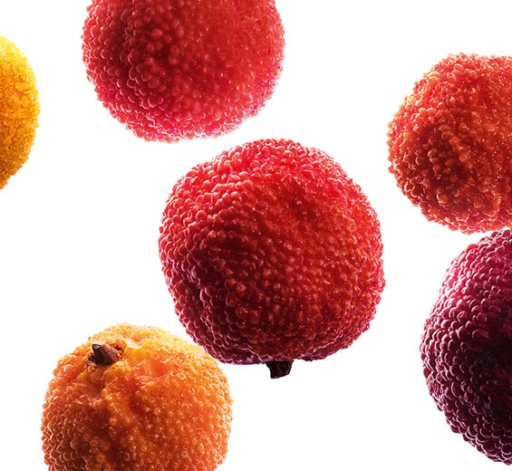 Medronheiro-Extrato de medronho bio-Arbutus unedo fruit extract