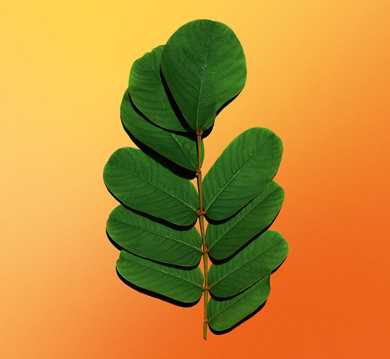 Espiga-dourada-Extrato de espiga-dourada-Cassia alata leaf extract