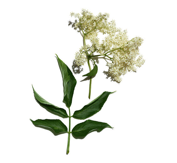 Sabugueiro-Extrato de sabugueiro-Sambucus nigra flower extract