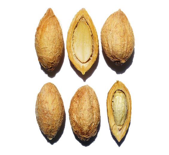 Tamareira do deserto-Extrato de tamareira do deserto bio-Balanites roxburghii seed oil