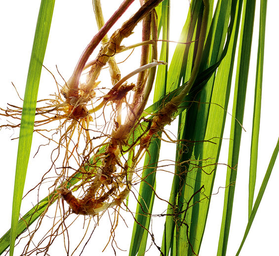 Agropyron-Extrato de agropyron bio-Agropyron repens root extract