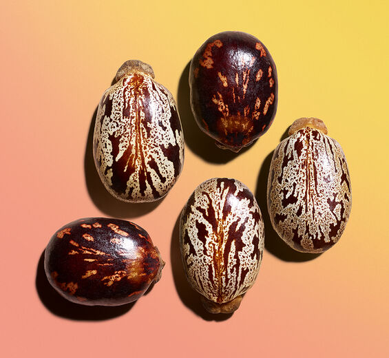 Rícino-Óleo de rícino-Ricinus communis (castor) seed oil