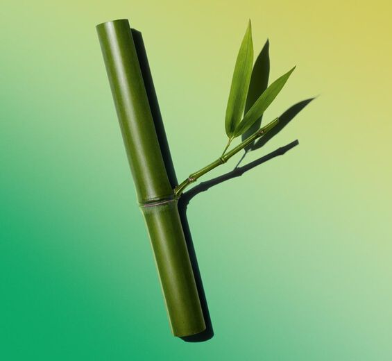 Bambu-Extrato de lágrimas de bambu-Bambusa arundinacea stem extract