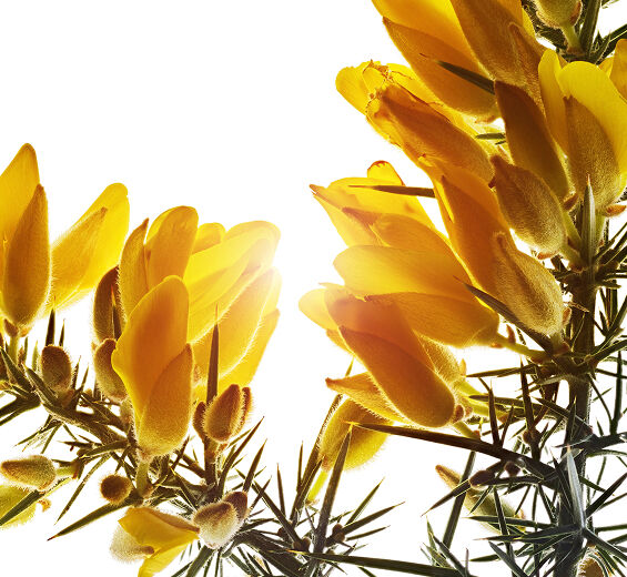 Tojo-Extrato de tojo bio-Ulex europaeus leaf/root/stem extract