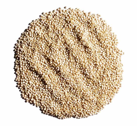 Quinoa-Extrato de quinoa bio-Chenopodium quinoa seed extract