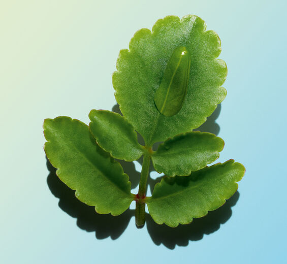Flor-da-fortuna-Extrato de flor-da-fortuna bio-Kalanchoe pinnata leaf extract