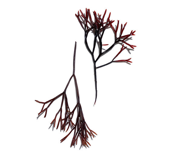 Furcellaria-Extrato de furcellaria-Furcellaria lumbricalis extract