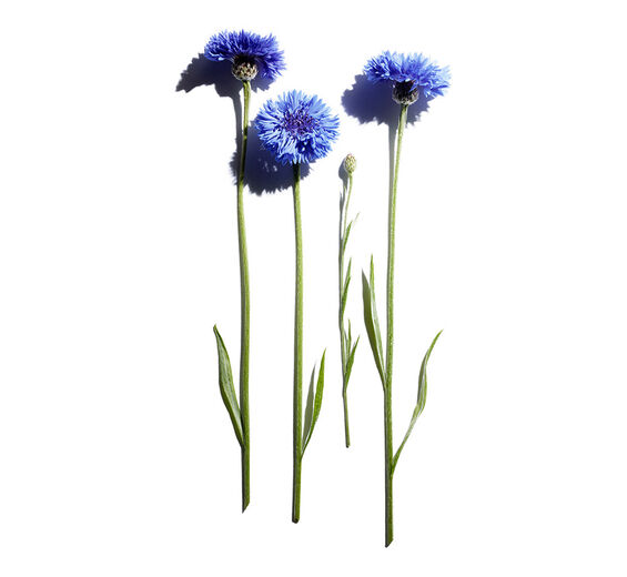 Centáurea-Extrato de centáurea bio-Centaurea cyanus flower extract