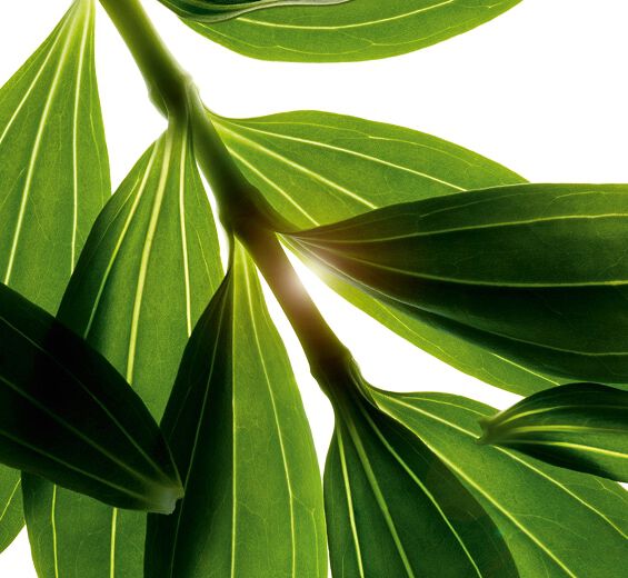 Saponária-Extrato de saponária bio-Saponaria officinalis leaf extract