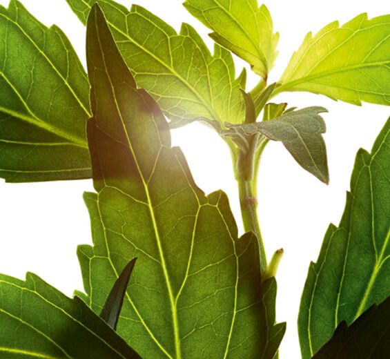 Ch&aacute; de Java-Extrato de ch&aacute; de Java (planta bio)-Orthosiphon stamineus extract