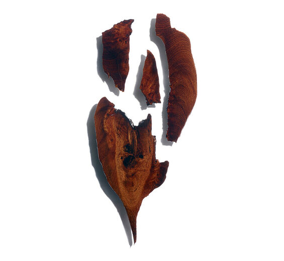 Bocoa-Extrato de bocoa-Bocoa prouacensis extract