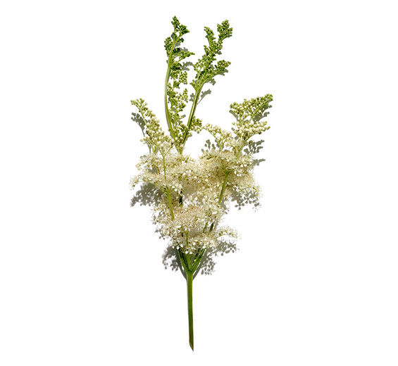 Rainha-dos-prados-Extrato de rainha-dos-prados-Spiraea ulmaria extract