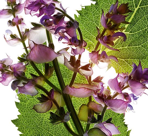 S&aacute;lvia-esclareia-&Oacute;leo essencial de s&aacute;lvia-esclareia-Salvia sclarea (clary) oil