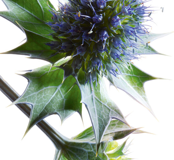 Cardo-marítimo-Extrato de cardo-marítimo bio-Sea Holly