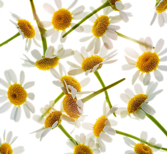 Camomila-Extrato de camomila-Anthemis nobilis flower extract