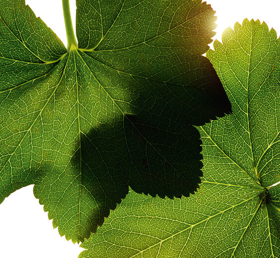 Alquemila-Extrato de alquemila-Alchemilla vulgaris extract