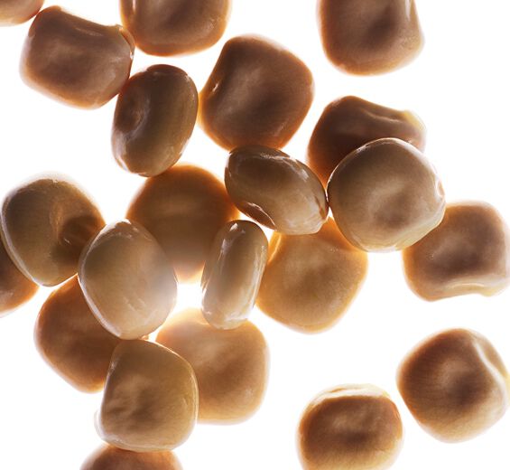 Tremoço-branco-Extrato de tremoço-branco bio-Hydrolyzed lupine protein