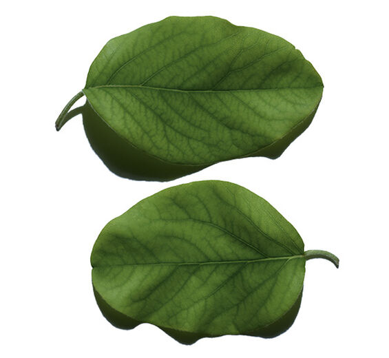 Marmeleiro-Folha de Marmelo-Cydonia oblonga leaf extract