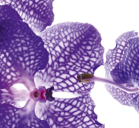 Orquídea azul-Extrato de orquídea azul-Orchid extract,vanda coerulea extract
