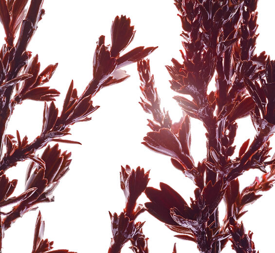 Myrothamnus-Extrato de myrothamnus-Myrothamnus flabellifolia leaf/stem extract