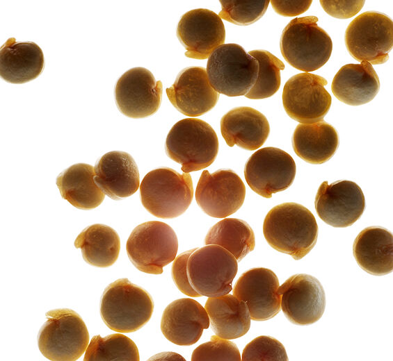 Quinoa-Extrato de quinoa-Chenopodium quinoa seed extract