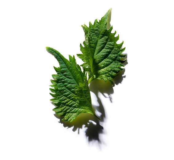 Perilla-Óleo de perilla bio-Perilla ocymoides seed oil