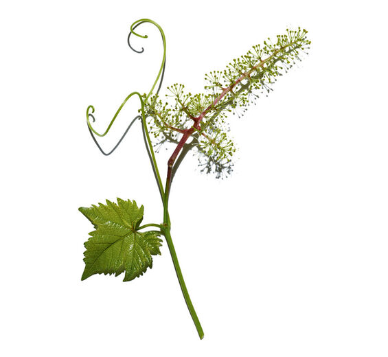 Videira-Extrato da célula das flores da videira-Vitis vinifera (grape) flower cell extract