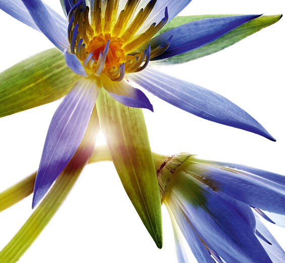 Lótus-azul-Cera de lótus-azul-Nymphaea caerulea flower extract