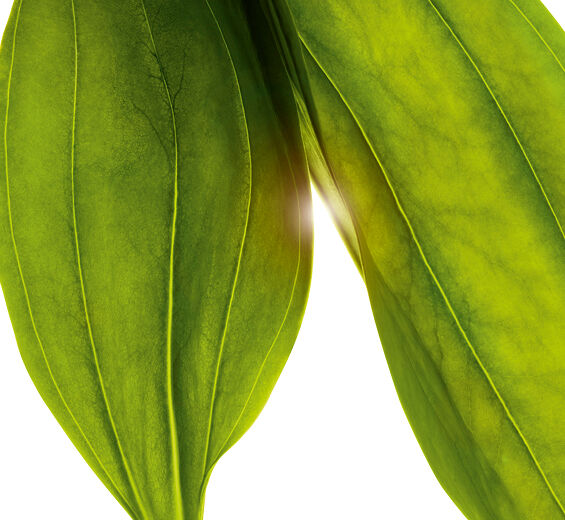 Genciana-Extrato de genciana bio-Gentiana lutea extract