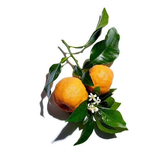 Laranjeira-amarga-Água de flor de laranja-amarga bio-Citrus aurantium amara (bitter orange) flower water