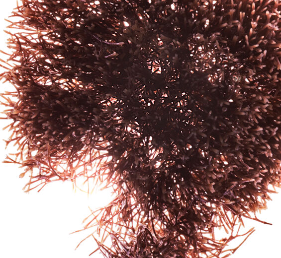 Jania rubens-Extrato de jania rubens-Jania rubens extract