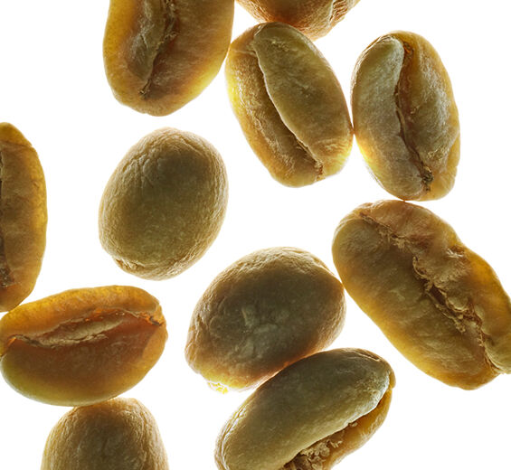 Café robusta-Extrato de café verde-Coffea robusta seed extract