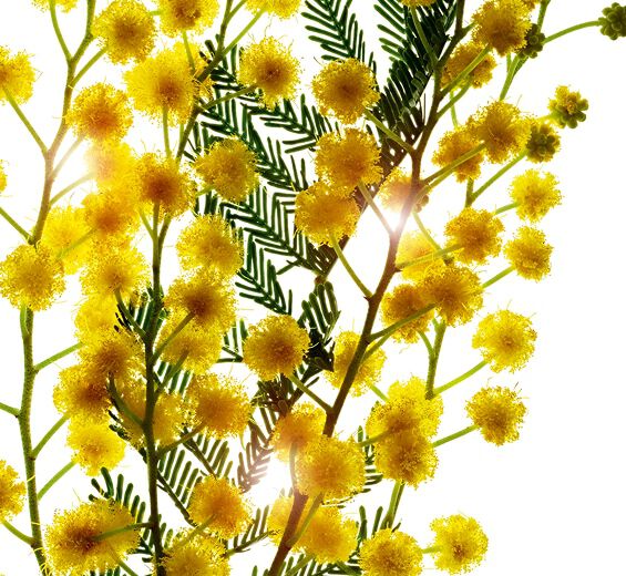 Acácia do Senegal-Micropérolas de acácia-Acacia Senegal gum