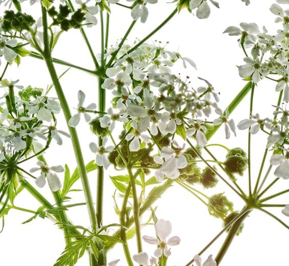 Cicuta-dos-prados-Extrato de cicuta-dos-prados bio-Anthriscus sylvestris extract