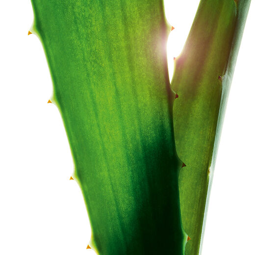 Aloe vera-Extrato de aloe vera-Aloe barbadensis leaf juice,aloe barbadensis leaf juice powder