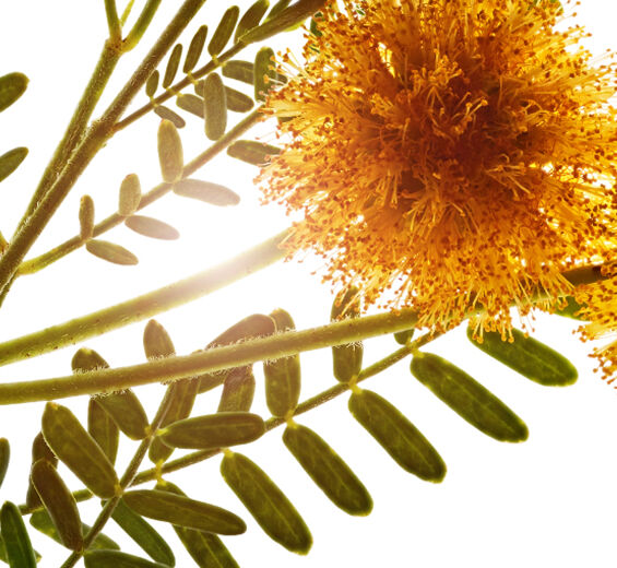 Acácia-Cera de acácia-Acacia farnesiana flower wax