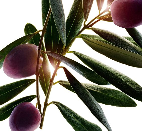Oliveira-Extrato de oliveira-Olea europaea (olive) fruit oil