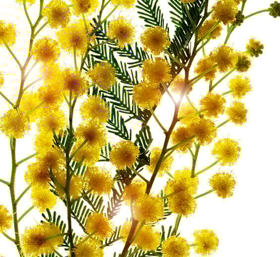 Mimosa tenuiflora-Extrato de mimosa tenuiflora-Sorbic acid