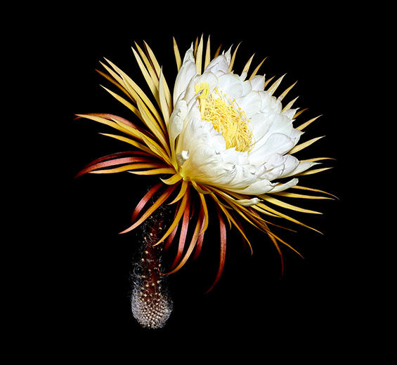 Dama-da-noite-Crioextrato de dama-da-noite-Cereus grandiflorus (cactus) flower extract