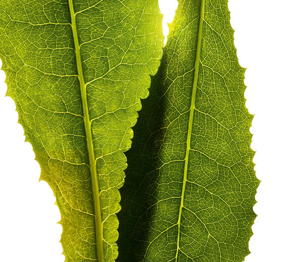 Chicória-Extrato de chicória-Cichorium intybus (chicory) leaf extract