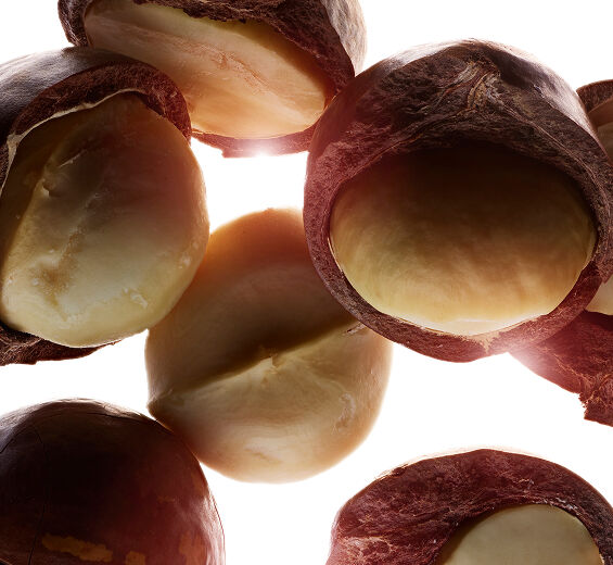 Árvore de macadâmia-Óleo de macadâmia bio-Macadamia ternifolia seed oil