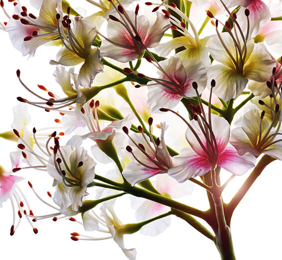 Castanheiro-da-índia-Extrato de flor de castanheiro-da-índia bio-Aesculus hippocastanum (horse chestnut) extract