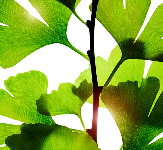Ginkgo biloba-Extrato de ginkgo biloba-Ginkgo biloba leaf extract