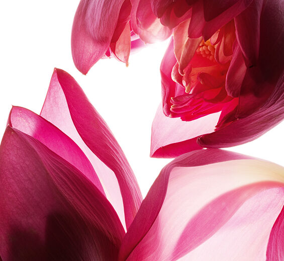 Lótus-Extrato de lótus-Nelumbo nucifera flower extract