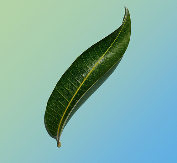 Mangueira-Extrato de folha de manga bio-Mangifera indica (mango) leaf extract